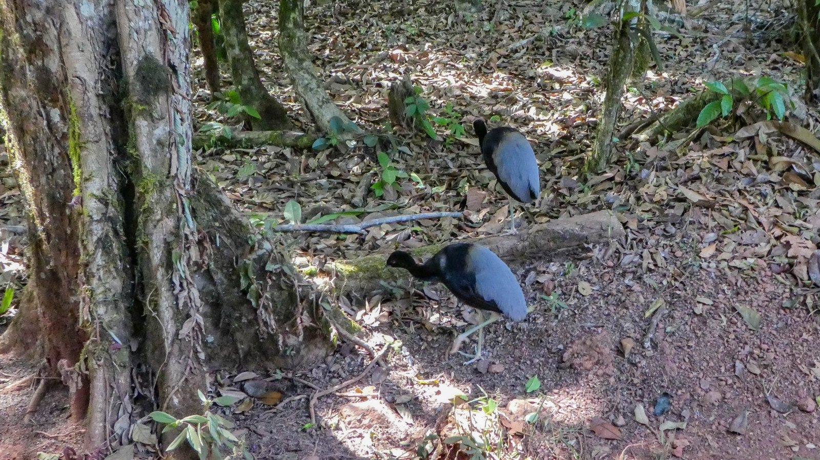 image Grey-winged Trumpeter